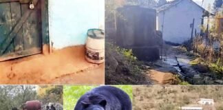 पौड़ी गढ़वाल: भालू की दहशत से खाली हुआ पूरा गांव, घरों पर लटके ताले, आखिरी परिवार ने भी दूसरी जगह ली शरण bhalu ki dahashat pauri garhwal me