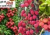 उत्तराखंड की प्रीमियम लीची ने यूरोपीय बाजार में दी दस्तक, 1 मीट्रिक टन ताजी लीची की पहली खेप इटली रवाना fresh litchis from Uttarakhand shipped to Italy.