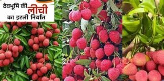उत्तराखंड की प्रीमियम लीची ने यूरोपीय बाजार में दी दस्तक, 1 मीट्रिक टन ताजी लीची की पहली खेप इटली रवाना fresh litchis from Uttarakhand shipped to Italy.