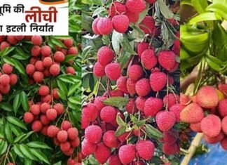 उत्तराखंड की प्रीमियम लीची ने यूरोपीय बाजार में दी दस्तक, 1 मीट्रिक टन ताजी लीची की पहली खेप इटली रवाना fresh litchis from Uttarakhand shipped to Italy.