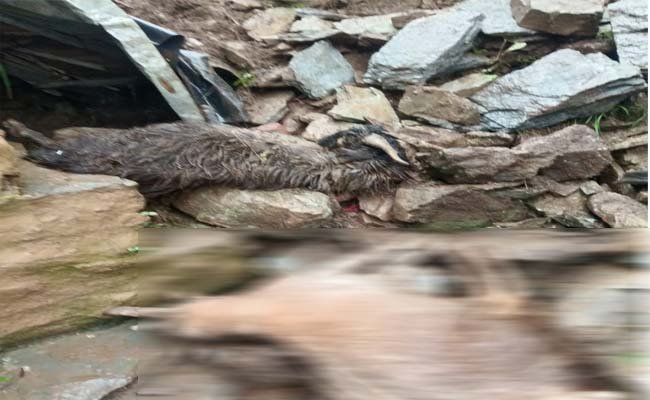 Debris-enters-cowshed-goats Pauri Garhwal Debris enters goat shed due to heavy rain two goats die