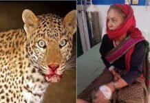 खेत में घास काट रही महिला पर गुलदार ने किया हमला, 65 वर्षीय महिला ने दरांती से पलटवार कर बचाई खुद की जान