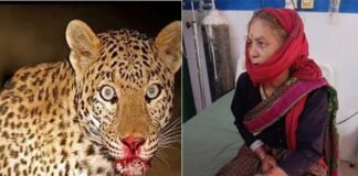 खेत में घास काट रही महिला पर गुलदार ने किया हमला, 65 वर्षीय महिला ने दरांती से पलटवार कर बचाई खुद की जान
