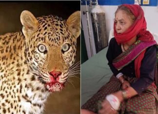 खेत में घास काट रही महिला पर गुलदार ने किया हमला, 65 वर्षीय महिला ने दरांती से पलटवार कर बचाई खुद की जान