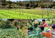 पलायन छोड़ खेती से लिखी सफलता की कहानी: पौड़ी के नरेश भट्ट सालाना 8 लाख रुपये बचा रहे, 7 महिलाओं को दिया रोजगार Naresh Bhatt from Pauri is saving 8 lakh annually through modern farming