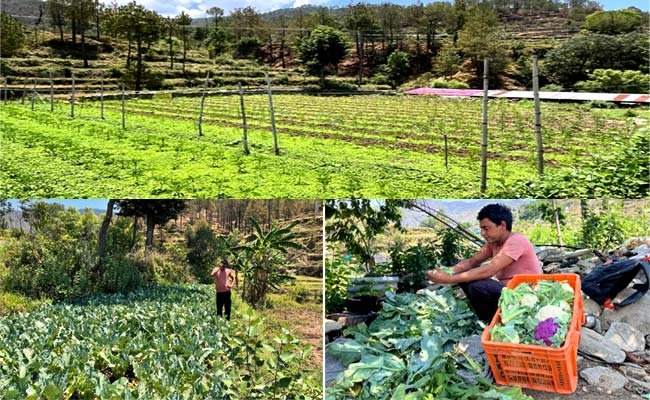 Naresh-Bhatt-Pauri-modern-f Naresh Bhatt from Pauri is saving 8 lakh annually through modern farming