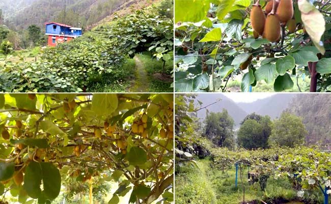 apple-and-kiwi-cultivation-