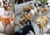 ग्रेटर नोएडा में स्ट्रे डॉग की समस्या के समाधान को लेकर प्राधिकरण की नई पहल, हर सप्ताह होगी बैठक