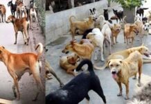 ग्रेटर नोएडा में स्ट्रे डॉग की समस्या के समाधान को लेकर प्राधिकरण की नई पहल, हर सप्ताह होगी बैठक
