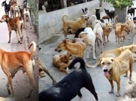 ग्रेटर नोएडा में स्ट्रे डॉग की समस्या के समाधान को लेकर प्राधिकरण की नई पहल, हर सप्ताह होगी बैठक
