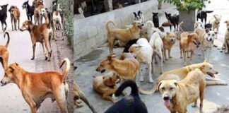 ग्रेटर नोएडा में स्ट्रे डॉग की समस्या के समाधान को लेकर प्राधिकरण की नई पहल, हर सप्ताह होगी बैठक