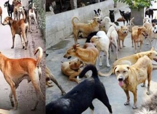ग्रेटर नोएडा में स्ट्रे डॉग की समस्या के समाधान को लेकर प्राधिकरण की नई पहल, हर सप्ताह होगी बैठक