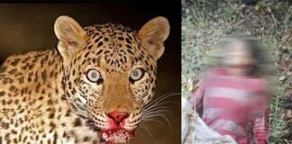 Leopard-kills-Woman in pauri garhwal