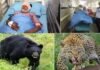 Leopard and bear attacks in Pauri Garhwal