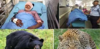Leopard and bear attacks in Pauri Garhwal