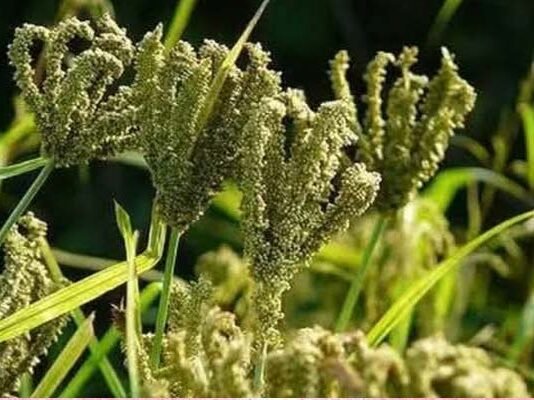 पौड़ी जनपद में आज से शुरू हुआ मिलेट्स खरीद अभियान: 17 क्रय केंद्रों के माध्यम से किसानों से सीधे खरीदा जाएगा मंडुवा सहित अन्य पहाड़ी उत्पाद Millets procurement drive begins in Pauri district today.